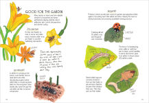 Alternative view 2 of Insect Anatomy: The Curious World of Bees, Beetles, Butterflies, and Bugs