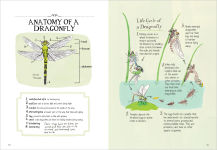 Alternative view 3 of Insect Anatomy: The Curious World of Bees, Beetles, Butterflies, and Bugs