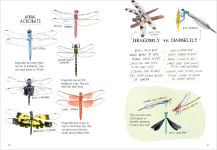 Alternative view 7 of Insect Anatomy: The Curious World of Bees, Beetles, Butterflies, and Bugs