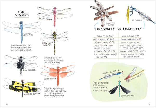 Insect Anatomy: The Curious World of Bees, Beetles, Butterflies, and Bugs