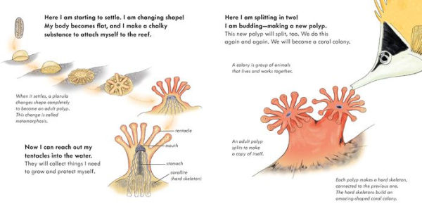 Tiny Floating Coral (Start Small, Think Big #3)