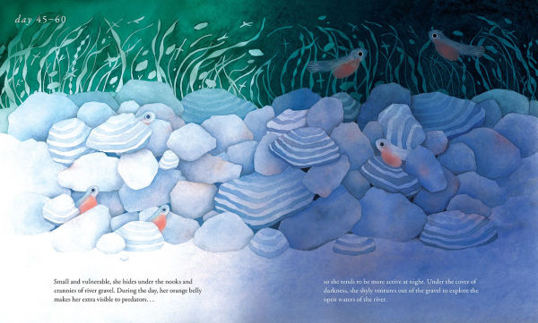 Salmon Run: An epic journey to the ocean and back