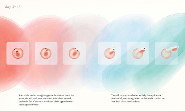 Salmon Run: An epic journey to the ocean and back