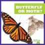Butterfly or Moth?