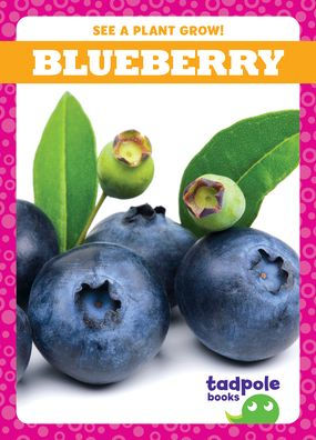 Blueberry