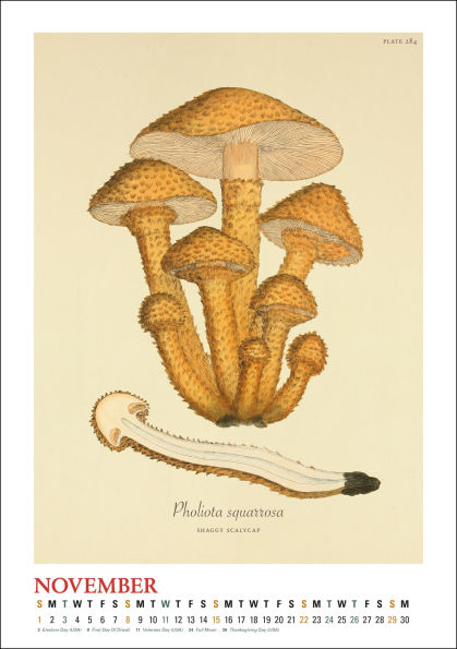 2026 Mushroom Botanicals Large Wall Calendar