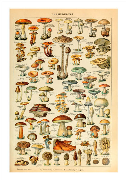 2026 Mushroom Botanicals Large Wall Calendar