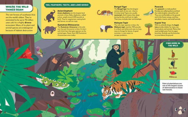 Search the Rain Forest, Find Animals