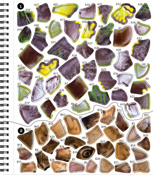 Sticker By Number All You Need is Cats