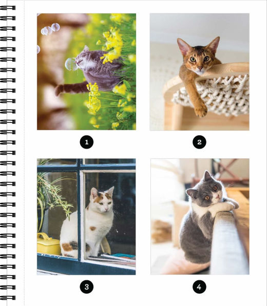 Sticker By Number All You Need is Cats