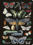 Alternative view 1 of Vintage Butterflies