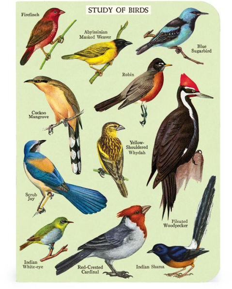 Cavallini & Co. Bird Watching Mini Notebooks