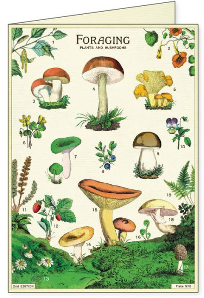 Mushrooms Boxed Notecards