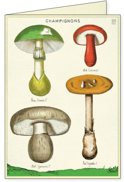 Mushrooms Boxed Notecards