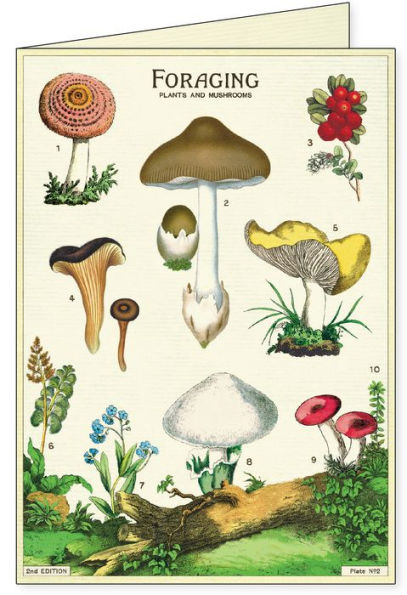 Mushrooms Boxed Notecards