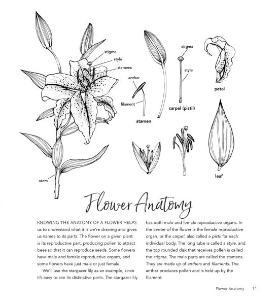 In Bloom: A Step-by-Step Guide to Drawing Lush Florals - An Easy How-to-Draw Flowers Book for Beginners