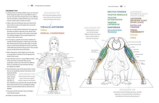 The Yoga Anatomy Coloring Book A Visual Guide to Form