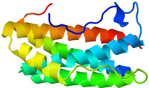 Gut Reactions: The Science of Weight Gain and Loss