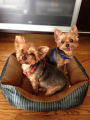 Alternative view 4 of The Dog Log: An Accidental Memoir of Yapping Yorkies, Quarreling Neighbors, and the Unlikely Friendships That Saved My Life