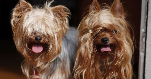 the Dog Log: An Accidental Memoir of Yapping Yorkies, Quarreling Neighbors, and Unlikely Friendships That Saved My Life