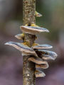 Alternative view 3 of Funky Fungi: 30 Activities for Exploring Molds, Mushrooms, Lichens, and More