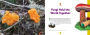 Alternative view 4 of Funky Fungi: 30 Activities for Exploring Molds, Mushrooms, Lichens, and More