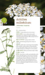 Alternative view 3 of 276 Edible Wild Plants of the United States and Canada: Berries, Roots, Nuts, Greens, Flowers, and Seeds in All or the Majority of the US and Canada