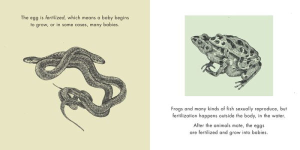 Animals Mate: A Book About Where Babies Come From