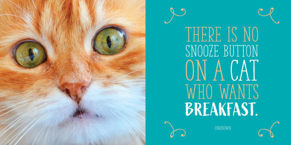 Cats Will Be Cats: The Ultimate Cat Quotebook