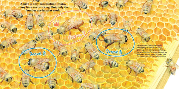 They Work: Honey Bees, Nature's Pollinators