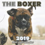 The Boxer 2019 Mini Wall Calendar