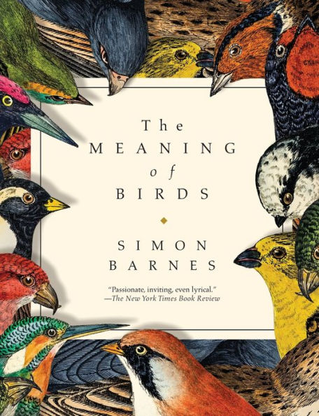 The Meaning of Birds