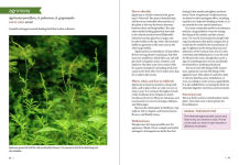 Alternative view 4 of Southeast Medicinal Plants: Identify, Harvest, and Use 106 Wild Herbs for Health and Wellness