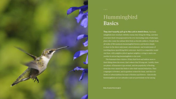 The Hummingbird Handbook: Everything You Need to Know about These Fascinating Birds