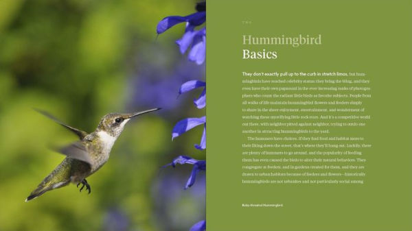 The Hummingbird Handbook: Everything You Need to Know about These Fascinating Birds