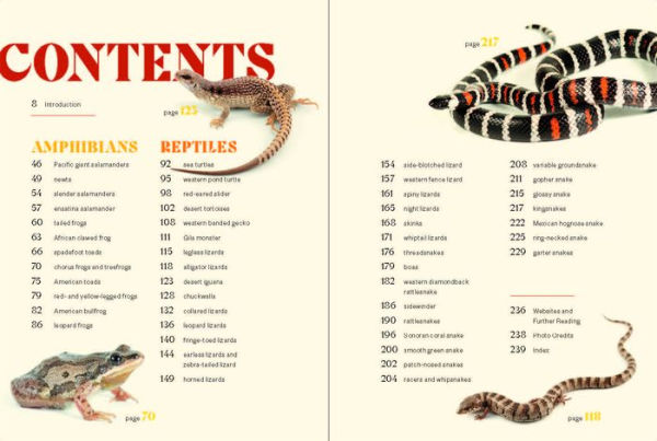 Sea Turtles to Sidewinders: A Guide the Most Fascinating Reptiles and Amphibians of West