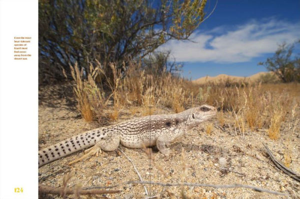 Sea Turtles to Sidewinders: A Guide the Most Fascinating Reptiles and Amphibians of West