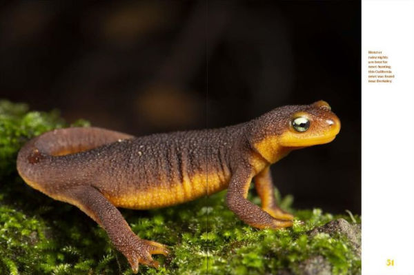 Sea Turtles to Sidewinders: A Guide the Most Fascinating Reptiles and Amphibians of West