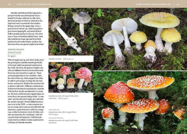 Mushrooms of the Pacific Northwest, Revised Edition