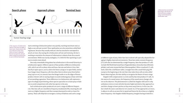 The Weird and Wonderful World of Bats: Demystifying These Often-Misunderstood Creatures