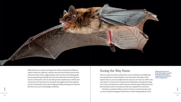 The Weird and Wonderful World of Bats: Demystifying These Often-Misunderstood Creatures
