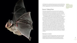 Alternative view 2 of The Weird and Wonderful World of Bats: Demystifying These Often-Misunderstood Creatures
