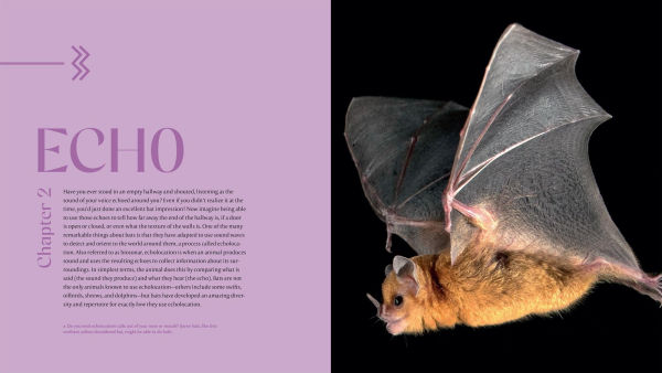 The Weird and Wonderful World of Bats: Demystifying These Often-Misunderstood Creatures