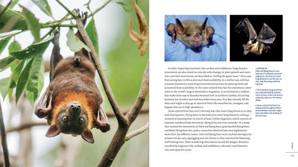 The Weird and Wonderful World of Bats: Demystifying These Often-Misunderstood Creatures