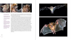 Alternative view 8 of The Weird and Wonderful World of Bats: Demystifying These Often-Misunderstood Creatures