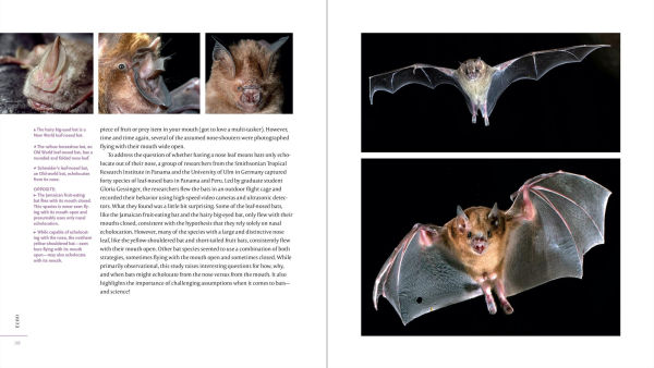 The Weird and Wonderful World of Bats: Demystifying These Often-Misunderstood Creatures