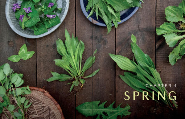 Herbs Every Season: 48 Edible and Medicinal for the Kitchen, Garden, Apothecary
