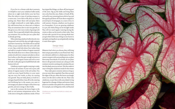 The Essential Guide to Bulbs: Grow a Bounty of Beautiful Bulbs Gardens and Containers