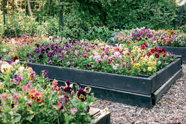 Pansies: How to Grow, Reimagine, and Create Beauty with Pansies Violas