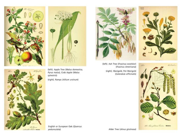 The Sacred Herbs of Spring: Magical, Healing, and Edible Plants to Celebrate Beltaine